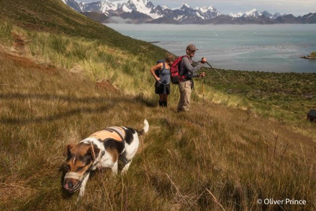 Dog teams spent six months looking for any traces of rodents on South Georgia