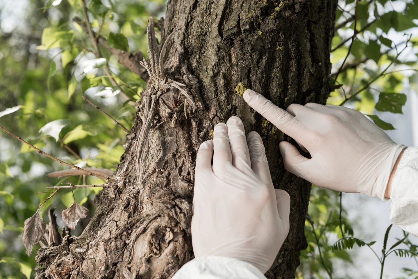 Scientists have used cellulose nanofibrils found in wood as the basis for a new battery electrolyte