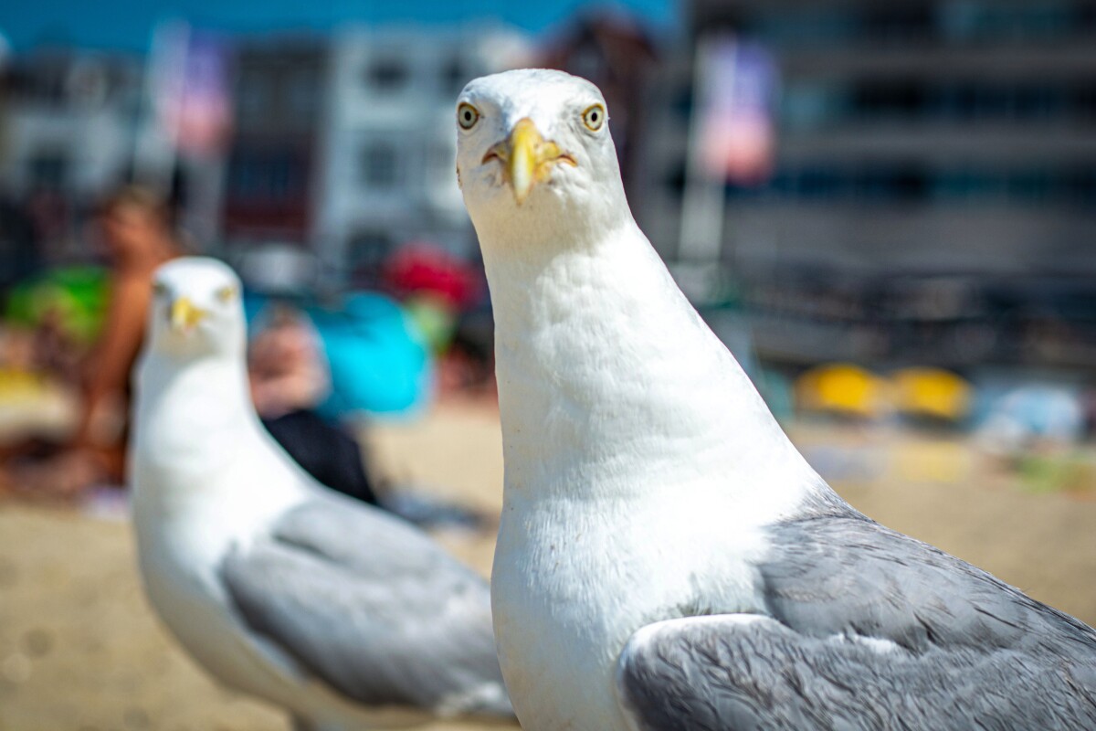 Seagulls don’t respect you until you speak up, according to science