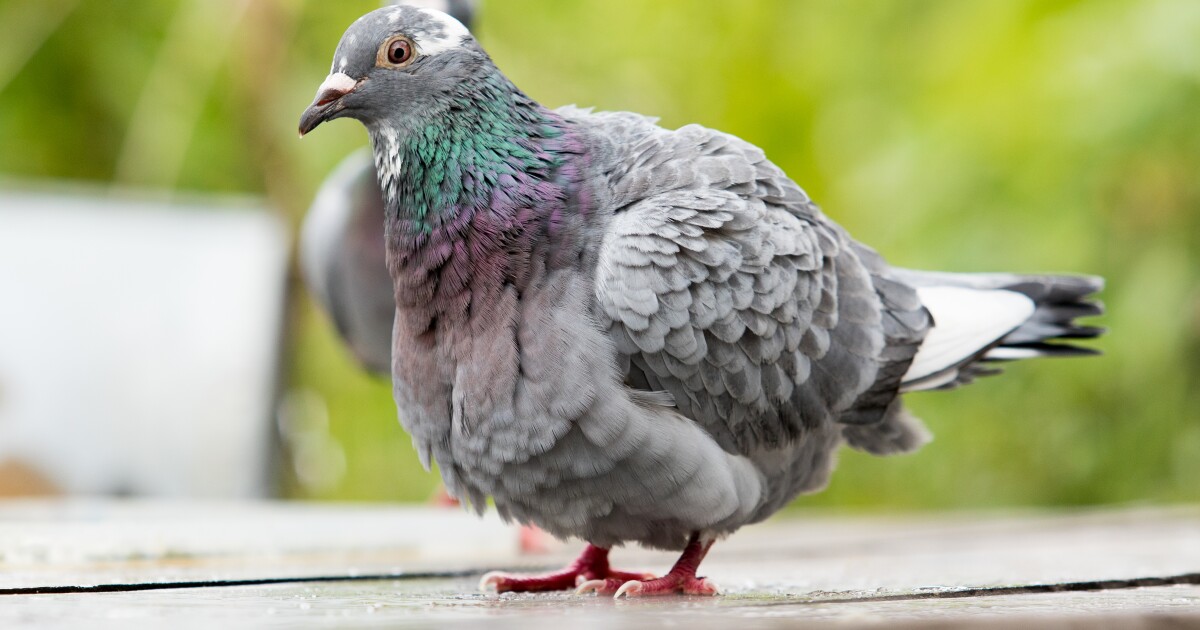 Homing Pigeons Are Willing To Spend More Energy To Travel In Pairs