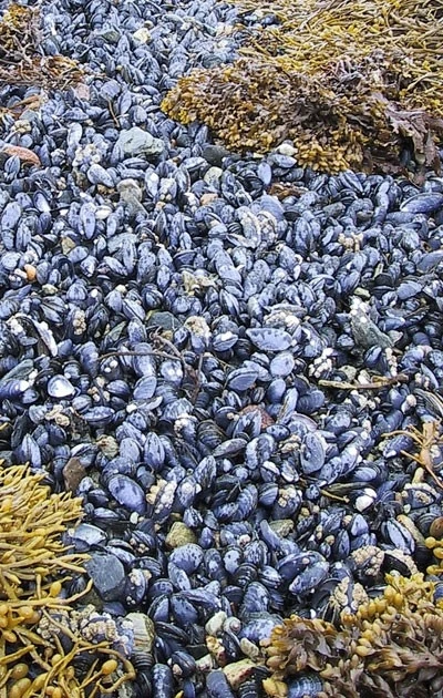 Marine Mussel glue could be the new natural synthetic adhesive after surgery