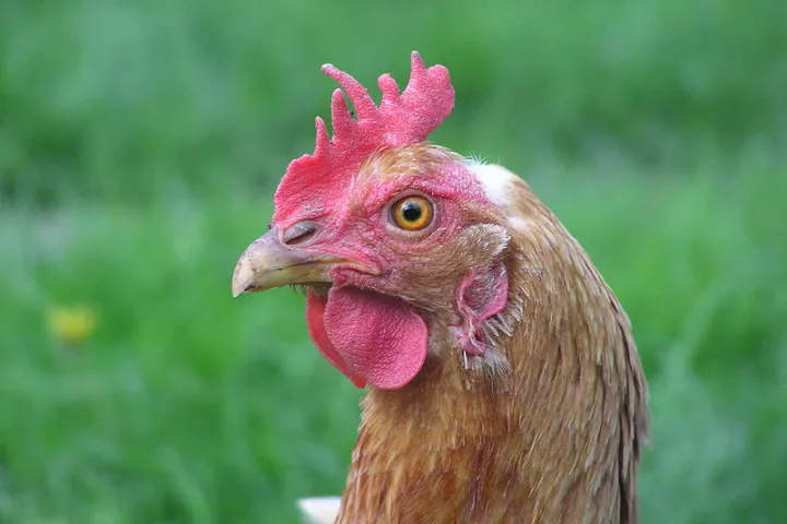 Scientists have used waste chicken feathers to create a strong, water-resistant thermopolastic film (Photo: Filip Maljkovic)