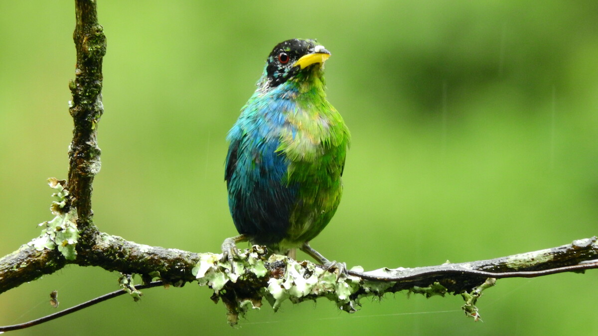 Recently photographed bird of both sexes is half-blue, half-green - Vimarsana News