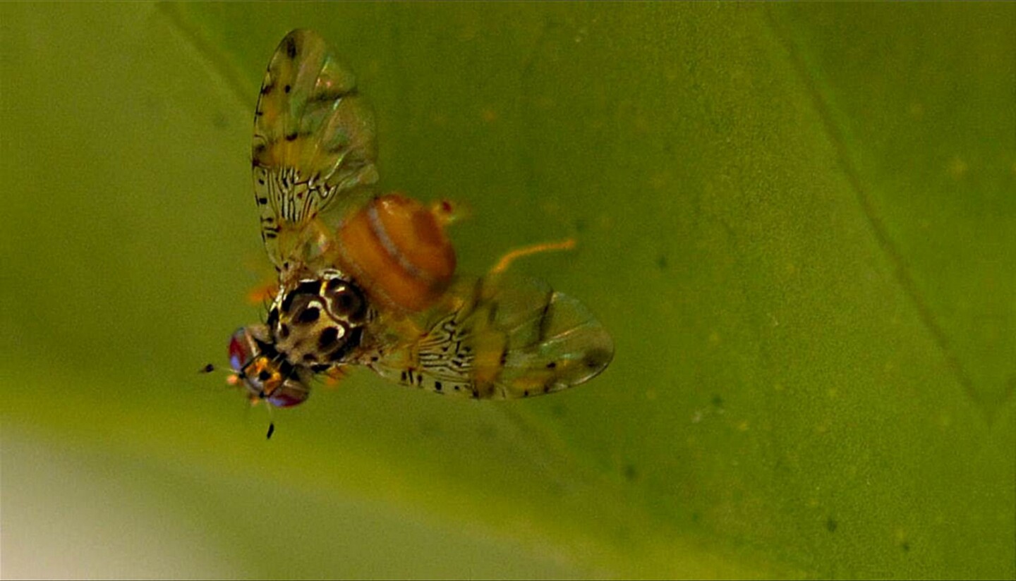 UEA and Oxitec are now seeking approval for open-field trials of the technology (Photo: Oxitec)