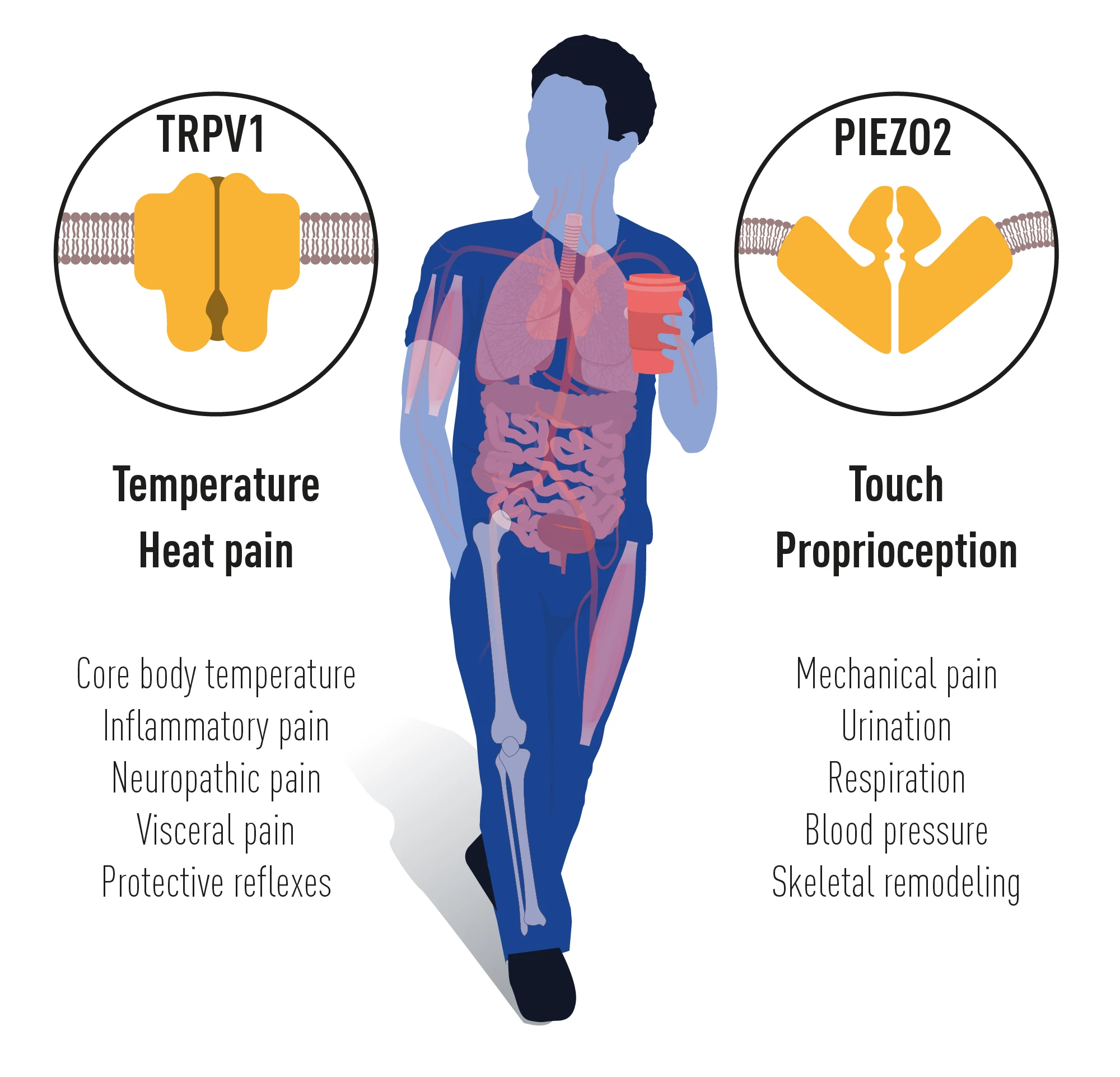 The receptors TRPV1 and Piezo2 are involved in a range of physiological processes