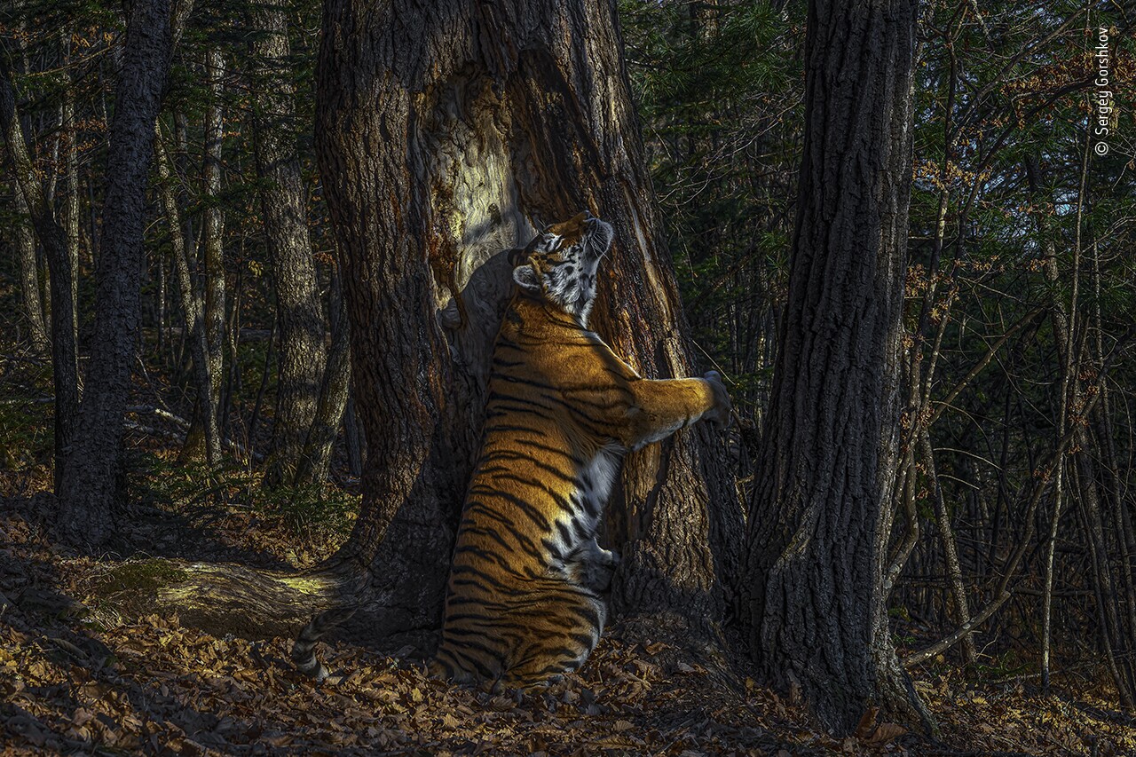 Overall winner, and winner in the Animals in their Environment category: Wild and free Siberian Tiger!"With an expression of sheer ecstasy, a tigress hugs an ancient Manchurian fir, rubbing her cheek against bark to leave secretions from her scent glands. She is an Amur, or Siberian, tiger, here in the Land of the Leopard National Park, in the Russian Far East. The race –now regarded as the same subspecies as the Bengal tiger –is found only in this region, with a small number surviving over the border in China and possibly a few in North Korea. Hunted almost to extinction in the past century, the population is still threatened by poaching and logging, which also impacts their prey–mostly deer and wild boar, which are also hunted. But recent (unpublished) camera‑trap surveys indicate that greater protection may have resulted in a population of possibly 500–600 –an increase that it is hoped a future formal census may confirm. Low prey densities mean that tiger territories are huge. Sergey knew his chances were slim but was determined to take a picture of the totem animal of his Siberian homeland. Scouring the forest for signs, focusing on trees along regular routes where tigers might have left messages–scent, hairs, urine or scratch marks–he installed his first proper camera trap in January 2019, opposite this grand fir. But it was not until November that he achieved the picture he had planned for, of a magnificent tigress in her Siberian forest environment."