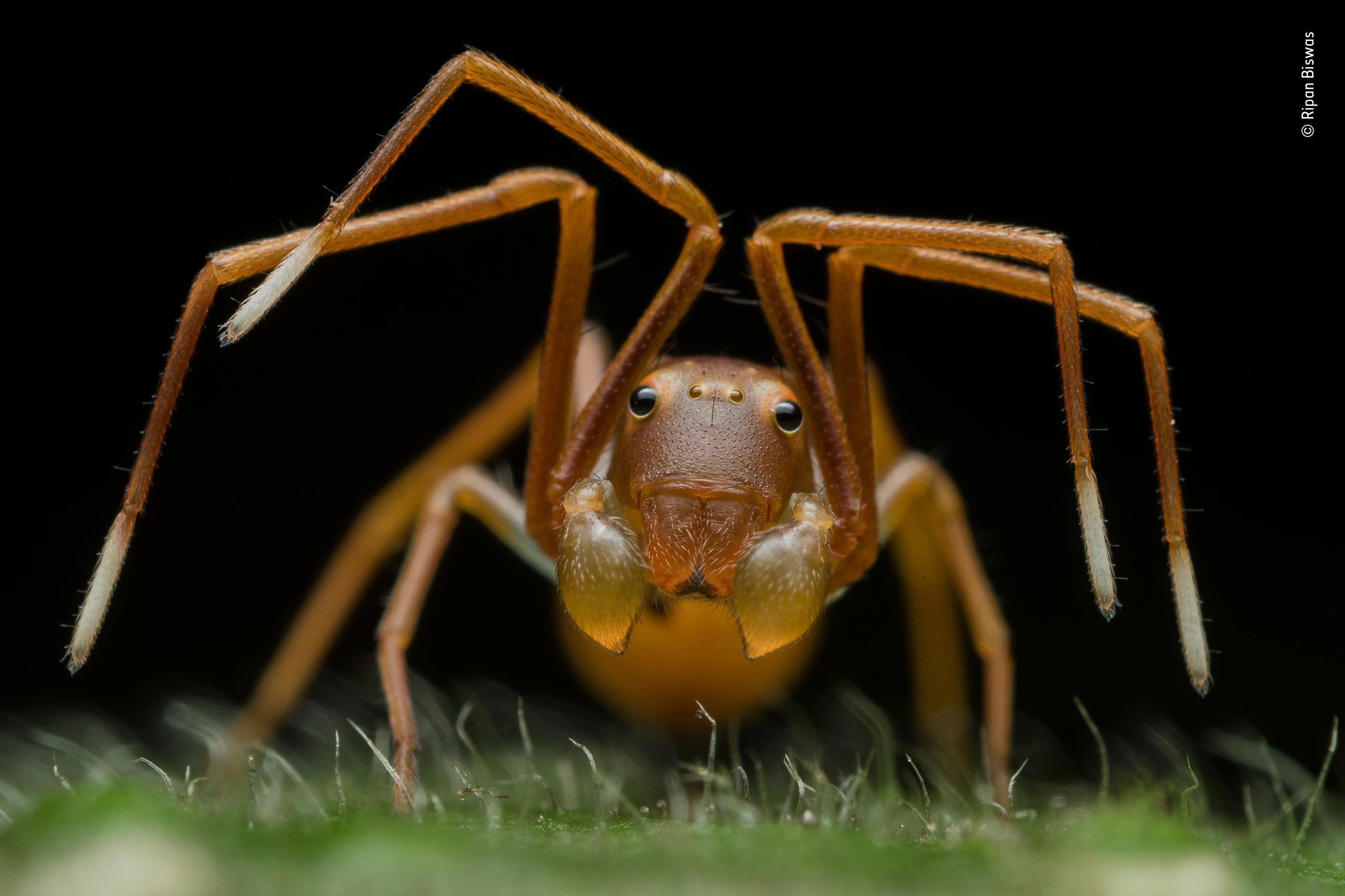 Winner - Animal Portraits. A rare ant-mimicking crab spider, photographed amidst a red weaver ant colony in the subtropical forest of India’s Buxa Tiger Reserve, in West Bengal