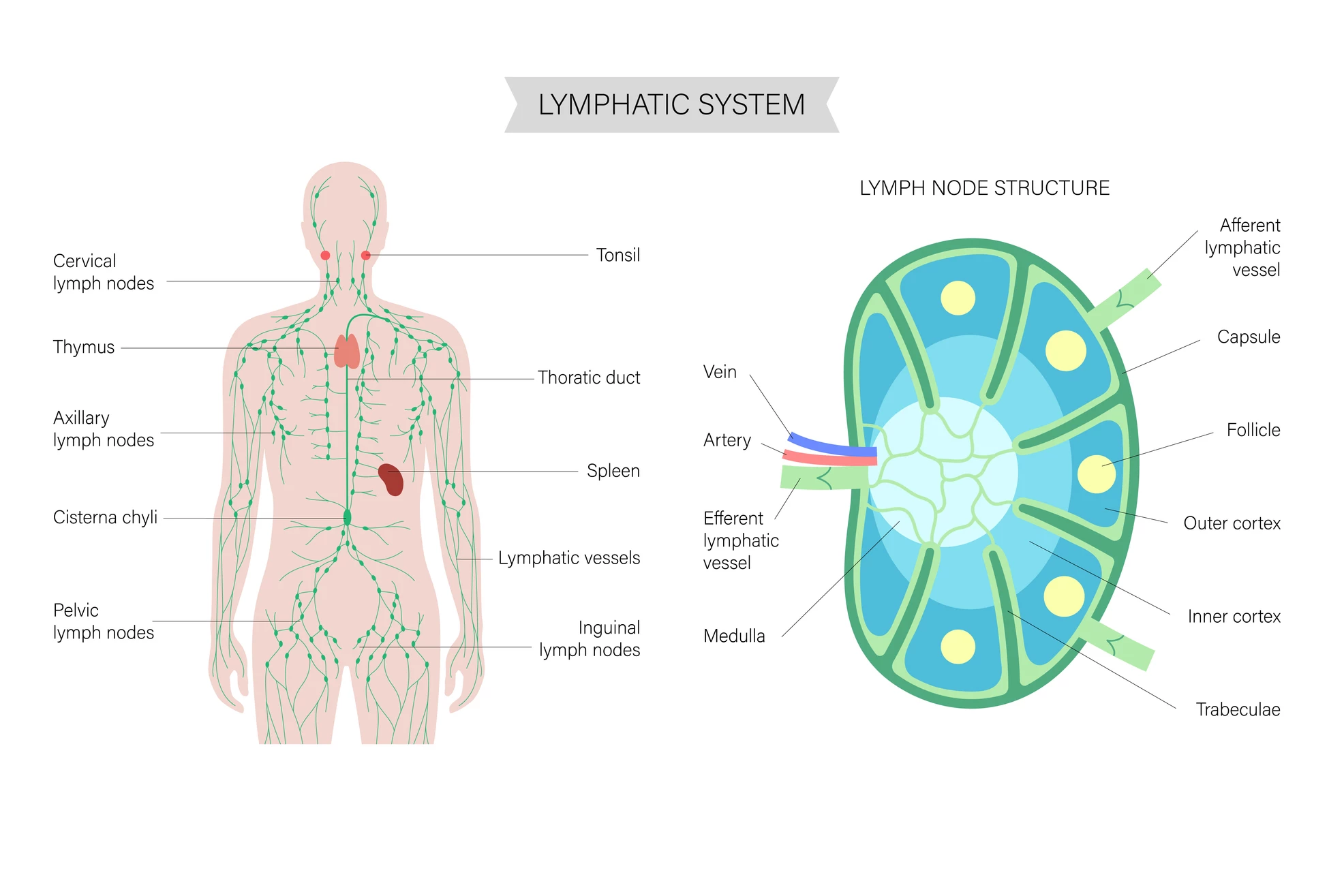 Anatomy of a lymph node, and where they're located in the body