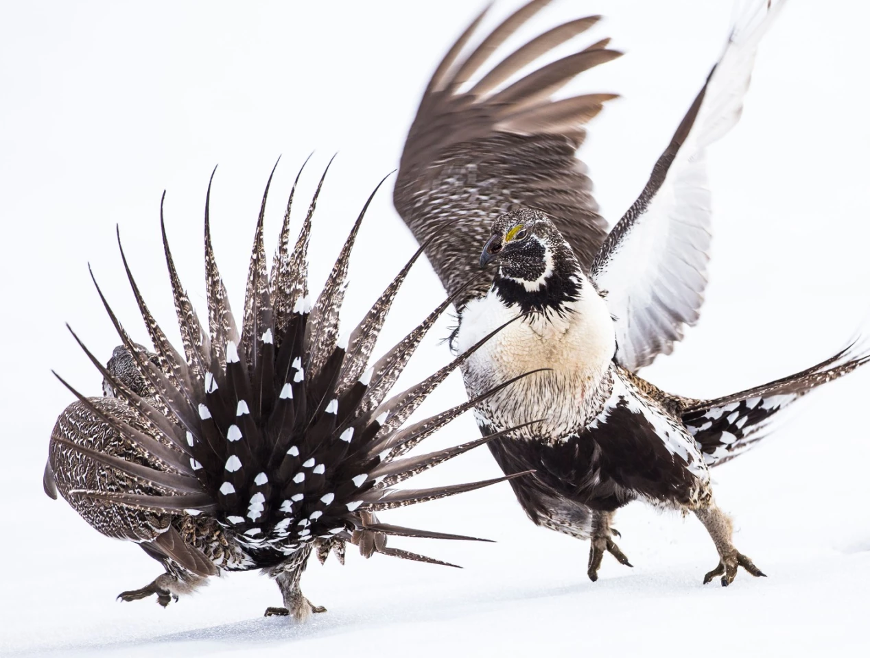 Winner of the Professional category, Greater Sage-Grouse, shows two males fighting for dominance during mating season in Pinedale, Wyoming
