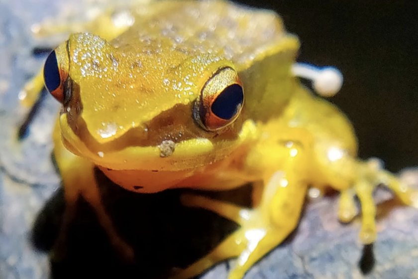 Frog Grows Mushroom Baffles Scientific Community ?url=http%3A%2F%2Fnewatlas Brightspot.s3.amazonaws.com%2F23%2Ff4%2F947214d946c091a9071d9ad8e0e5%2Fscreenshot 2024 02 15 At 1.43.28%20pm