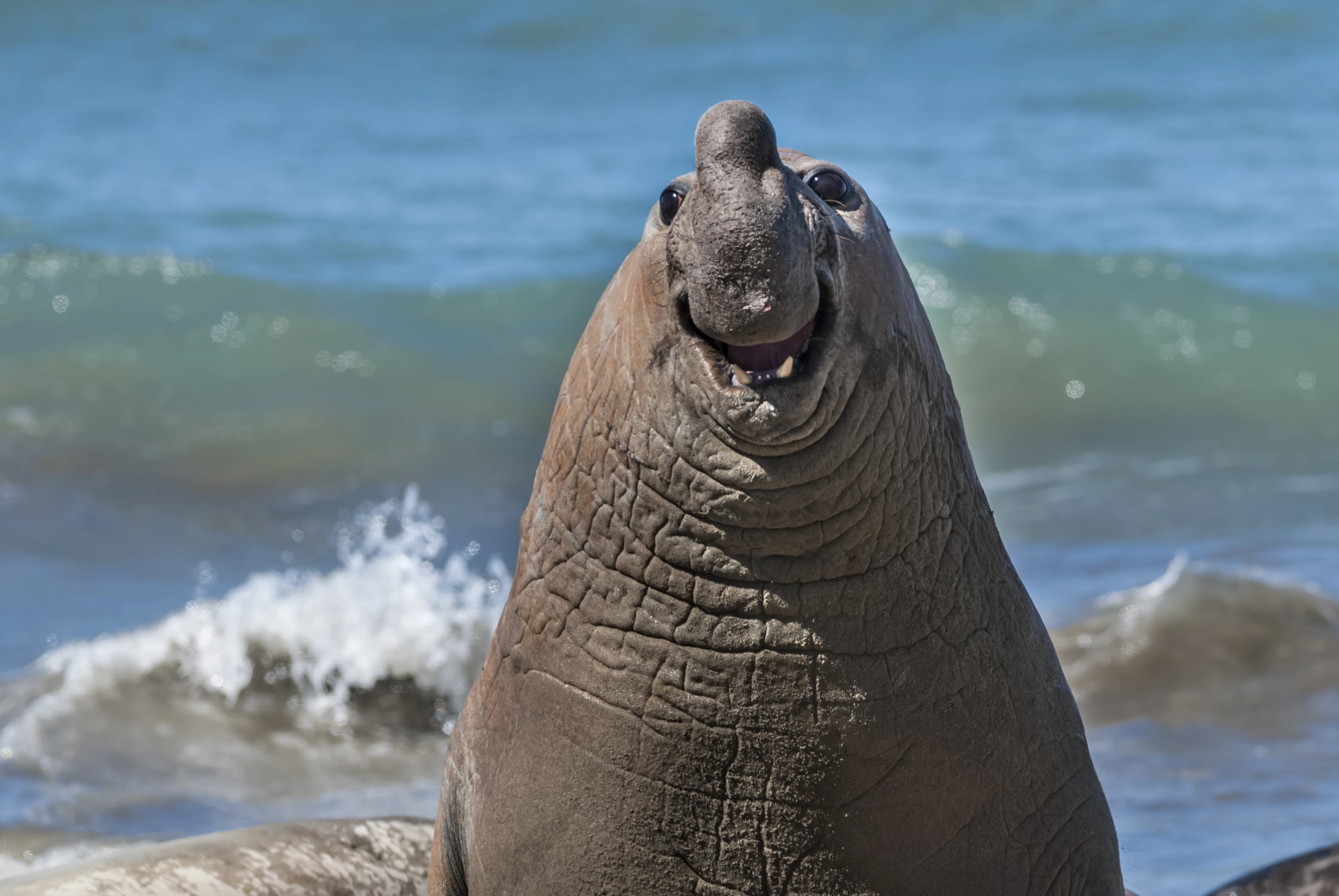 "Smiling elephant seal" – Gabriel Rojo
