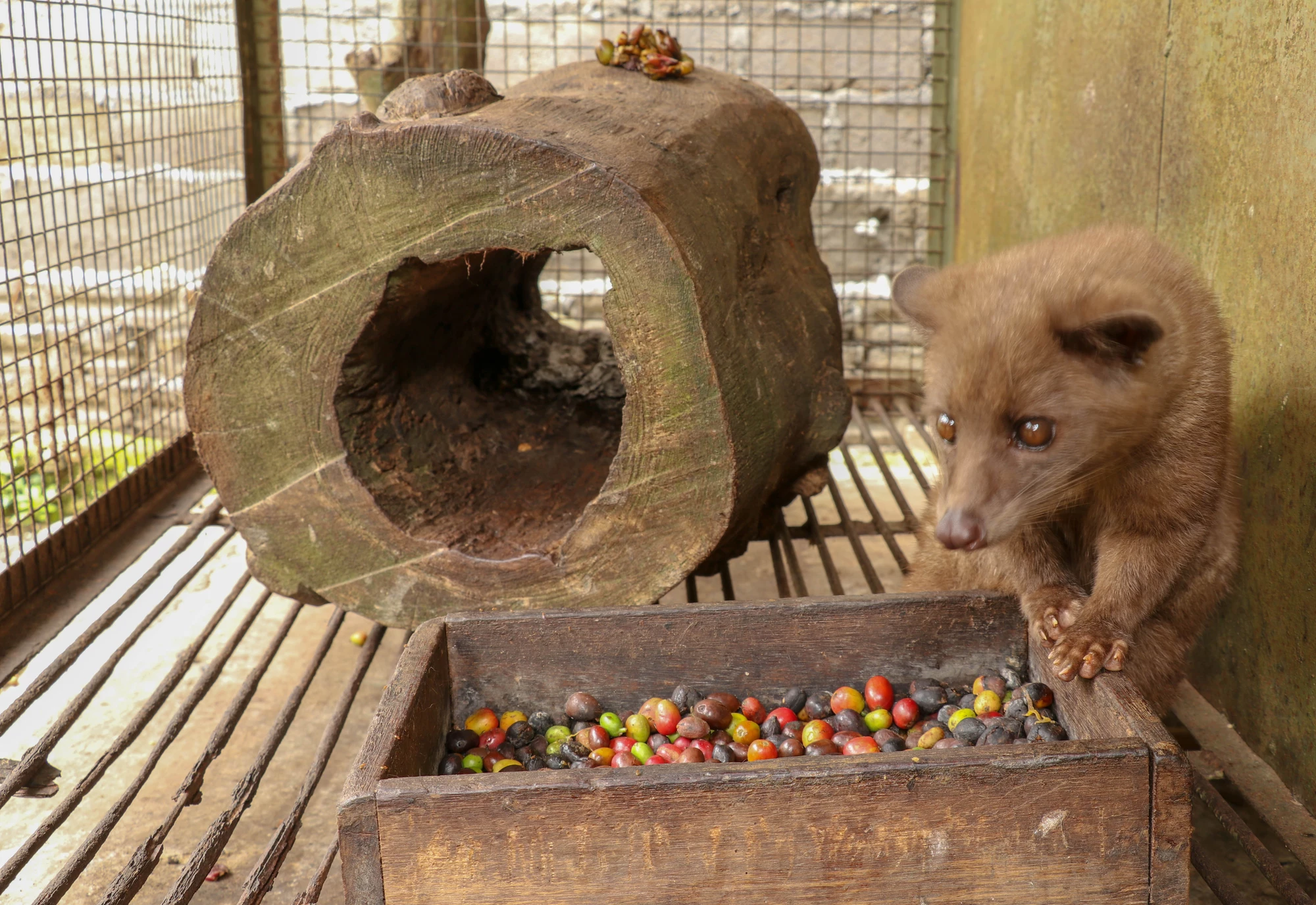 Most kopi luwak comes from civet farms, where PETA says many cages are much less attractive than this one