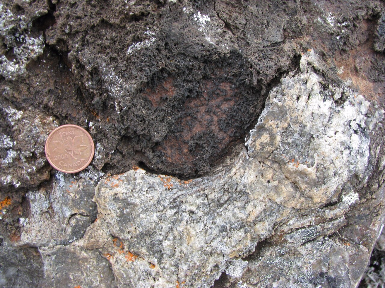 Carbonate-apatite rosettes, the same minerals that compose bones, can be found in this outcrop