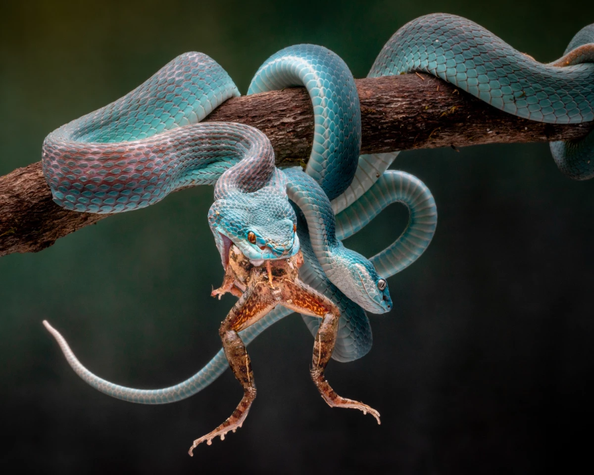 1st Place / Nature/Other. 'Blue Insularis 7'
