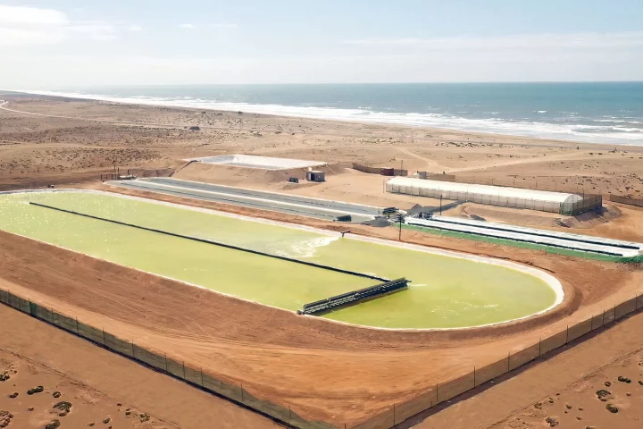 Brilliant Planet says it can slash the cost of direct air carbon capture while de-acidifying the ocean, using carefully selected local strains of algae cultivated in pools of seawater