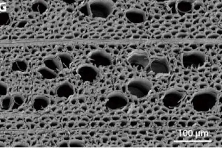 A new wooden filtration membrane has outperformed existing versions in early experiments, owing to its very porous nature