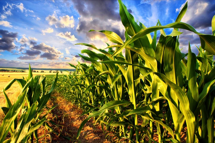 Could nature be the solution to the world's impending food shortages?