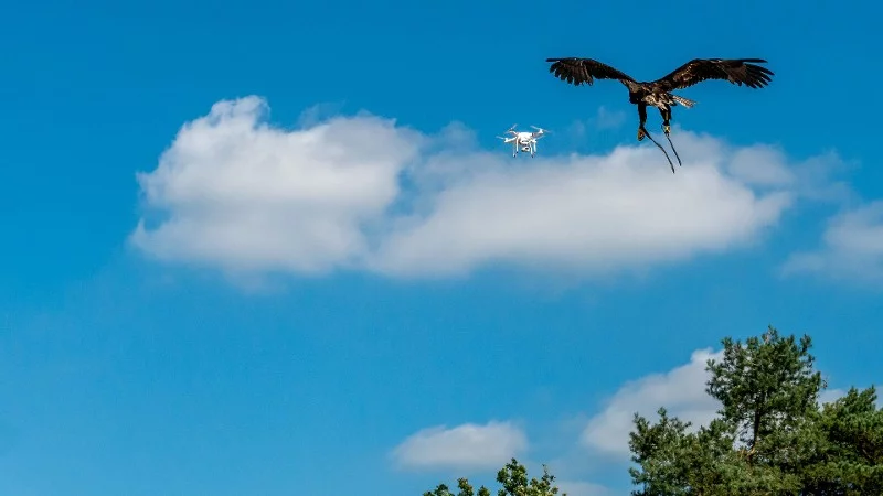 Drone-hunting eagle in action
