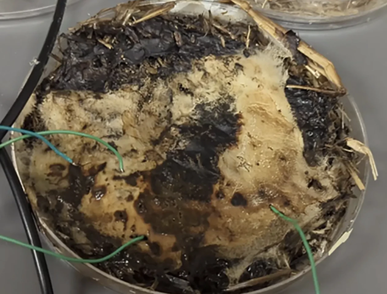 Each cultured sample grew a mycelial network that was connected to conventional electronics