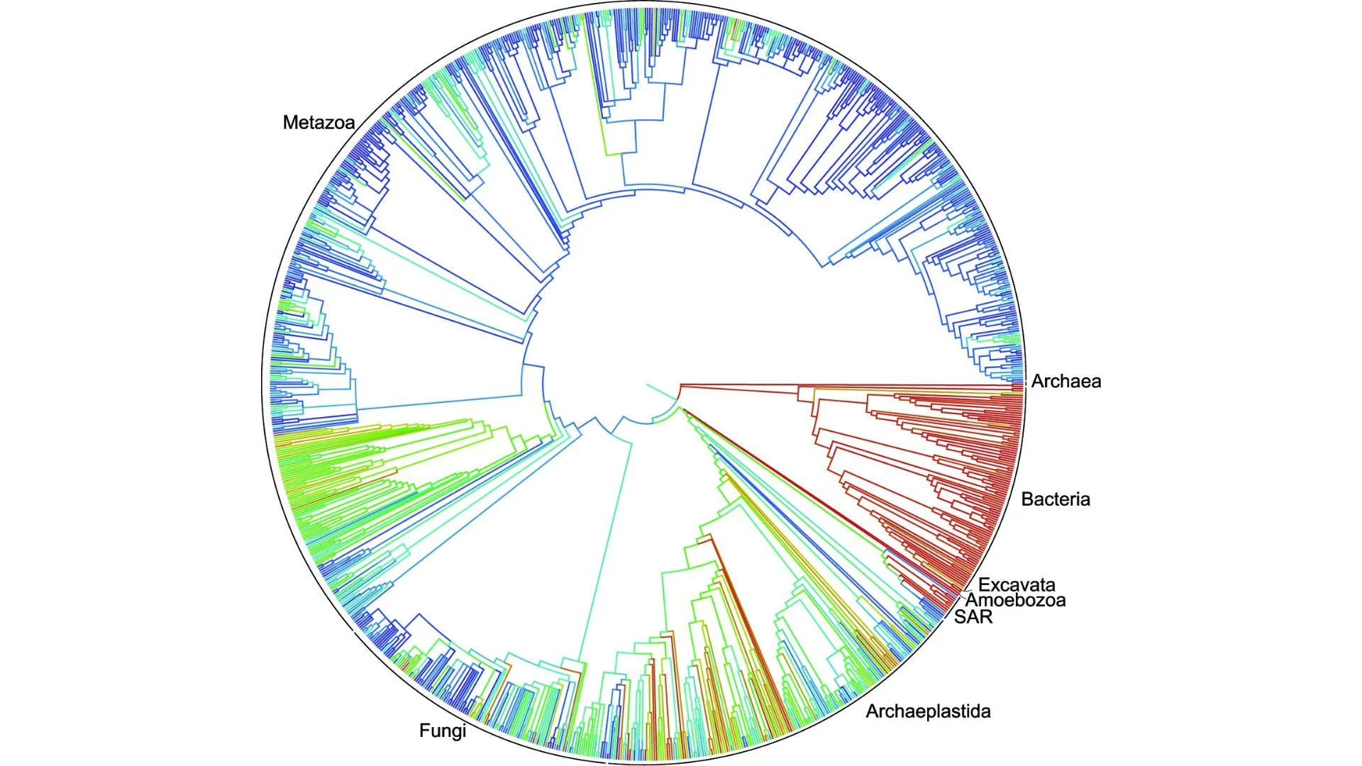 The new tree represents the most comprehensive visualization of its kind, drawing together many smaller studies into a more unified and free to access resource
