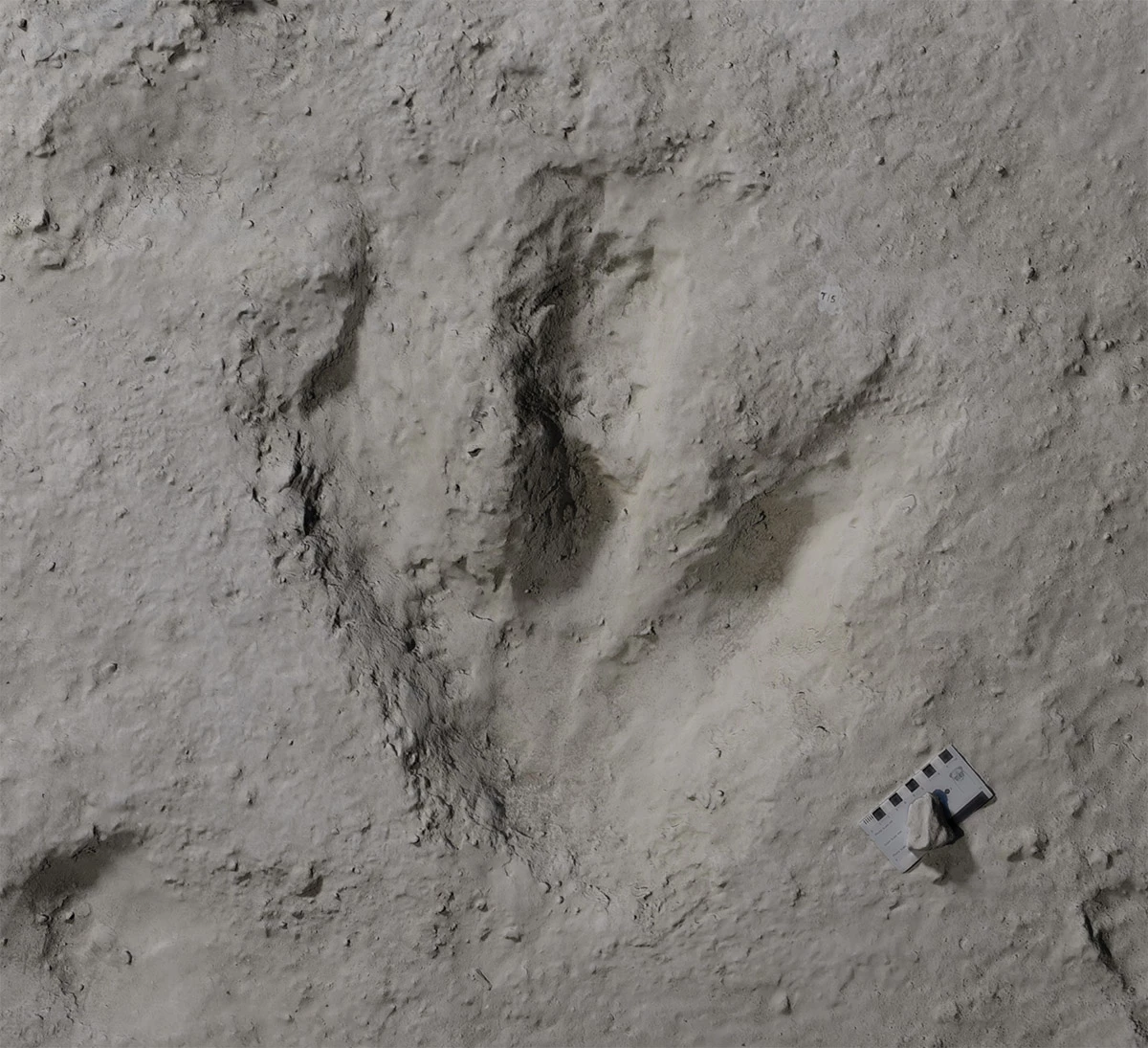 A Megalosaurus is believed to have left these three-toed footprints