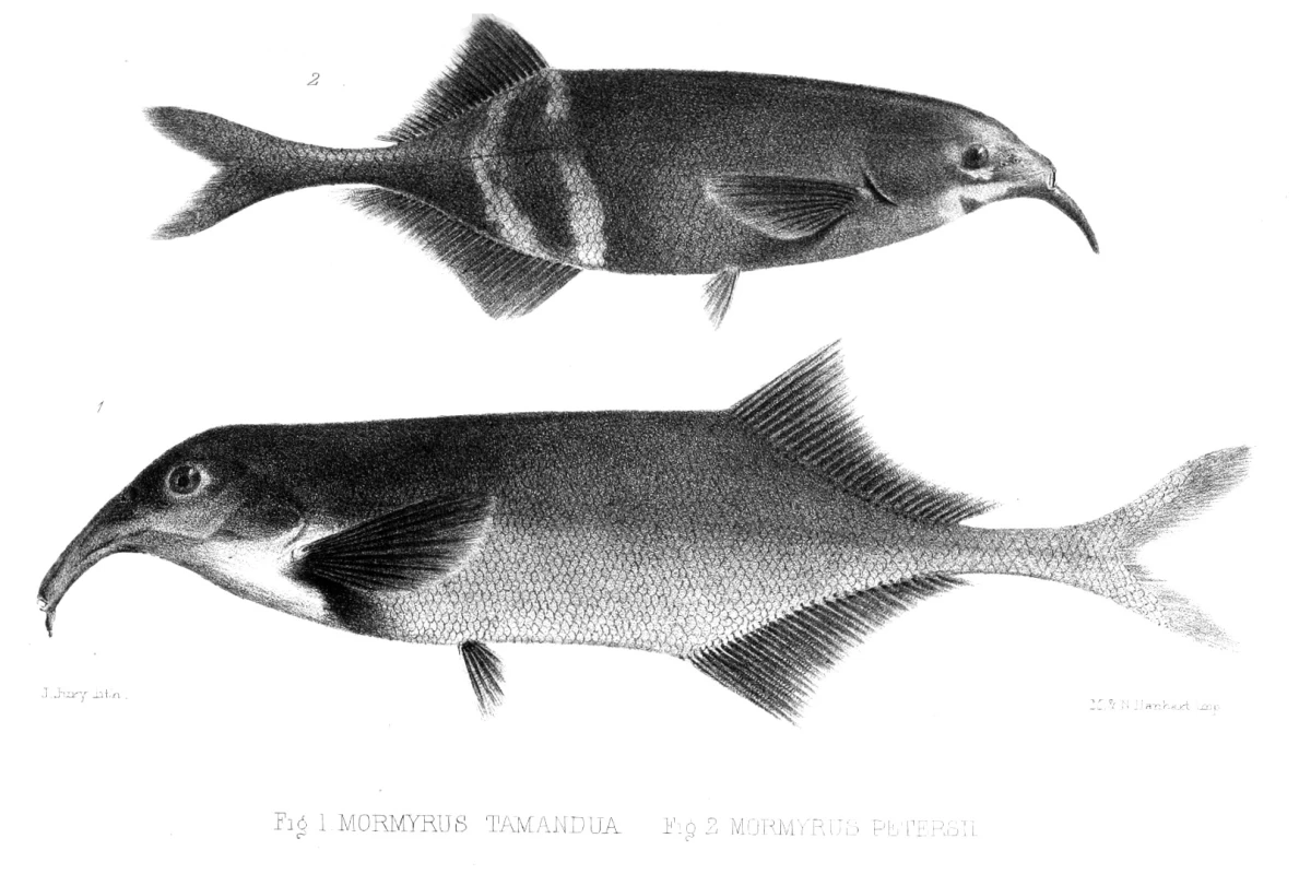 The elephantnosed fish has shown an almost mammalian level of sensory discrimination