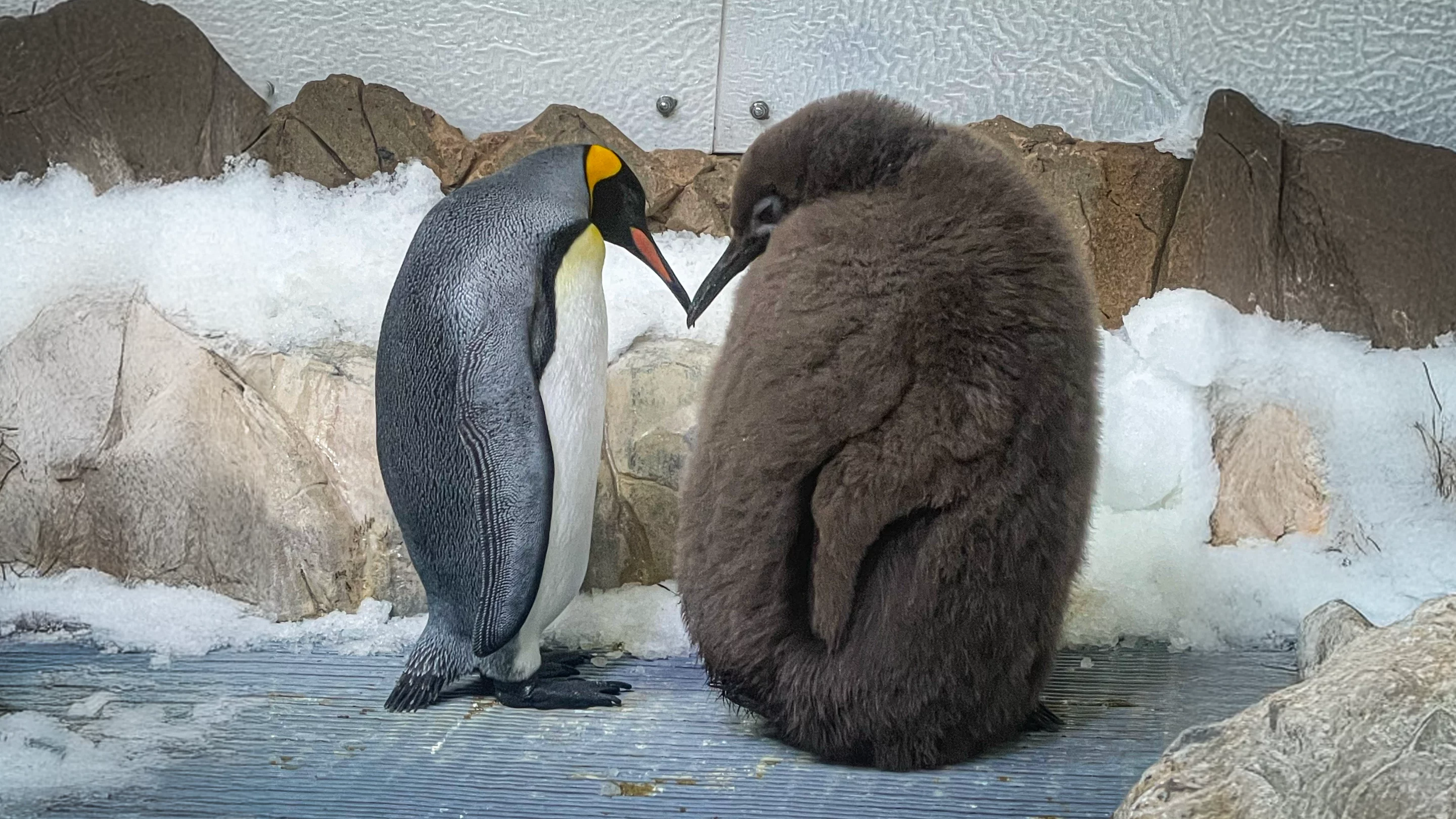 Enormous youngster Pesto makes an average-sized king penguin look tiny