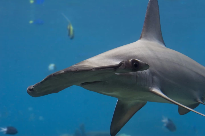 A mallet-shaped noggin isn't the only thing about hammerhead sharks that's a little different