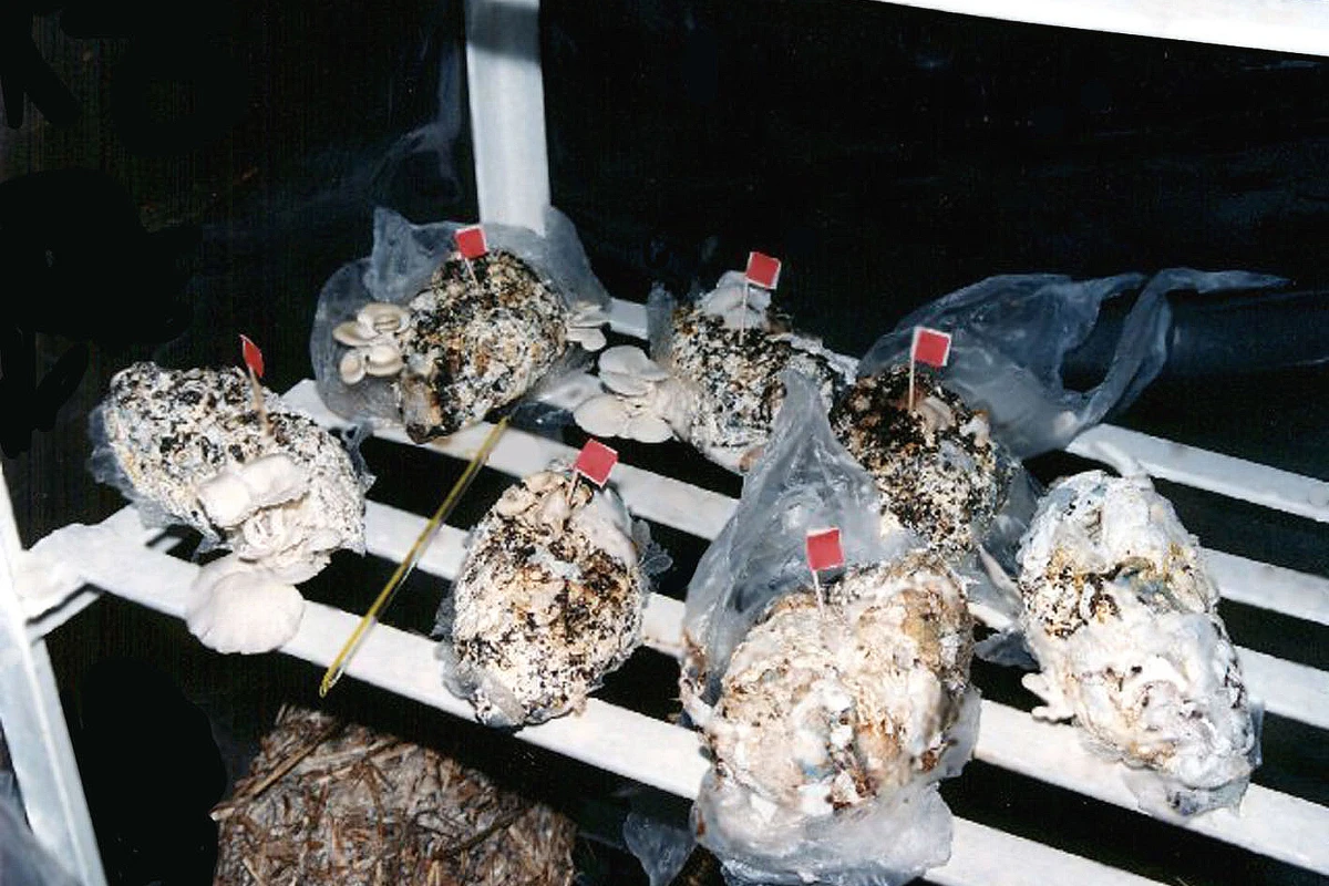 Mushrooms grown in used diapers help reduce waste volume by up to 80 percent