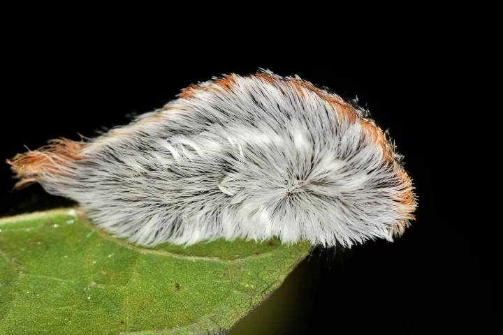 The asp caterpillar is high on the list of 'look but don't touch' organisms