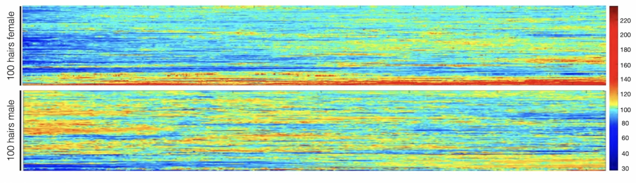 Hair pigmentation patterns of 100 hairs from a male and female study subject, with lighter hair colors in blue and darker in red