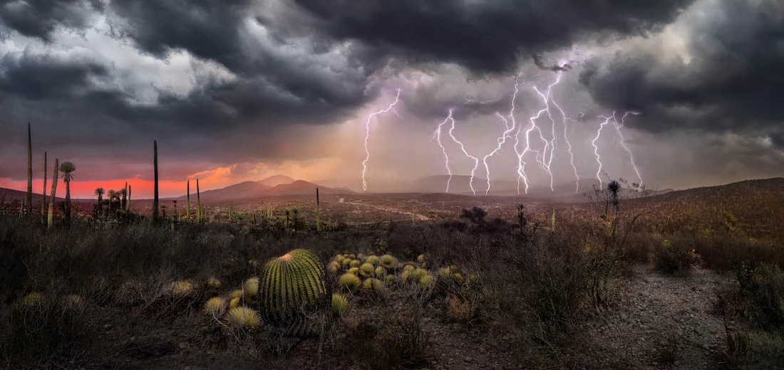 A highlight from the top 50 images in the Amateur, Nature category