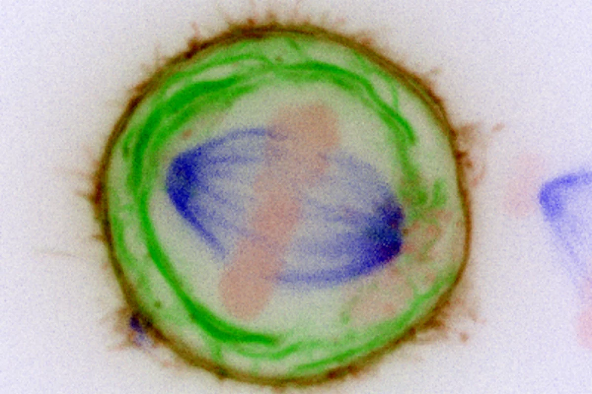 The internal structure of a cell, revealing chromosomes (pink), the spindle (blue) and membranes (green)