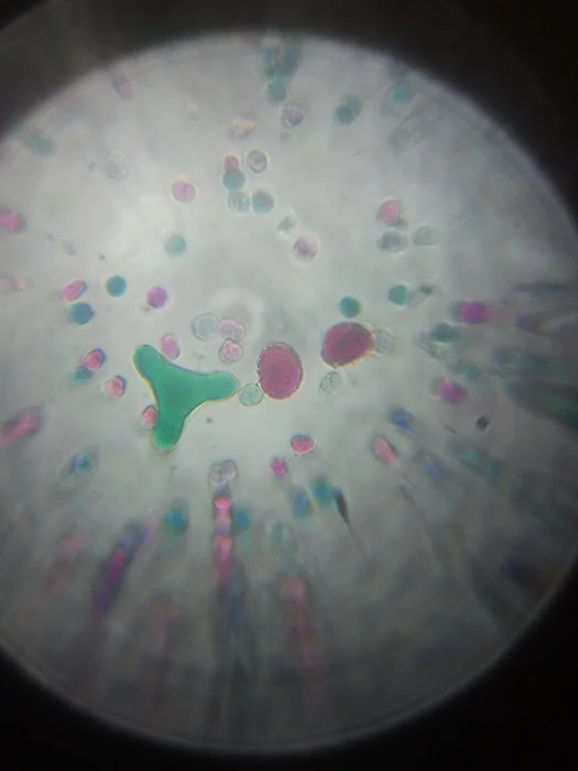 A photo taken with prototype 150X version of the Micro Phone Lens