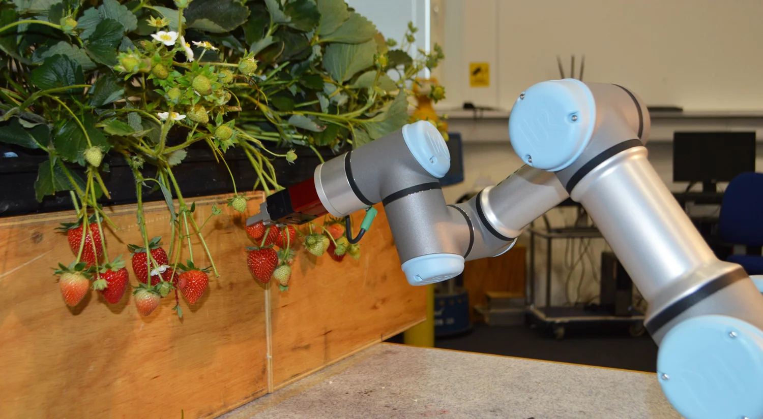 The new robot is designed to ease labor shortages on British strawberry farms
