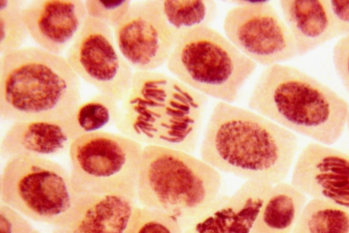 Scientists have used steroids to enhance the performance of stem cells (Photo: Shutterstock)