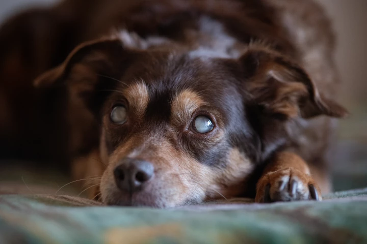 While designed for one dog in particular, the team hopes the new vest system will eventually help thousands of blind dogs better navigate their world