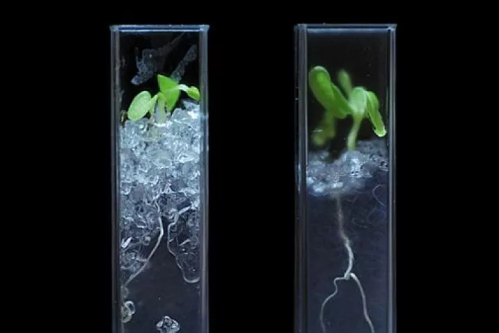 Lettuce grown in transparent soil developed by researchers at the James Hutton Institute and the University of Abertay Dundee in Scotland