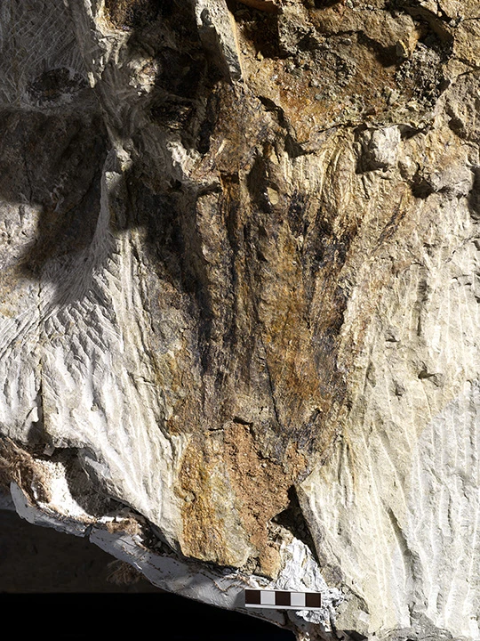 A bony spike on Zuul's tail appears to contain traces of keratin, the protein that makes up human fingernails