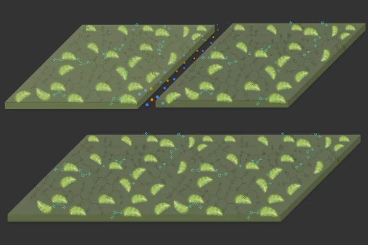 The new hydrogel material (dark green) contains chloroplasts (light green) that let it absorb carbon from the air to patch up cracks