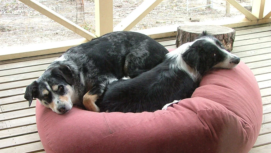 Oscar and Fergus don't seem fussed by the census results (Photo: Noel McKeegan/Gizmag)