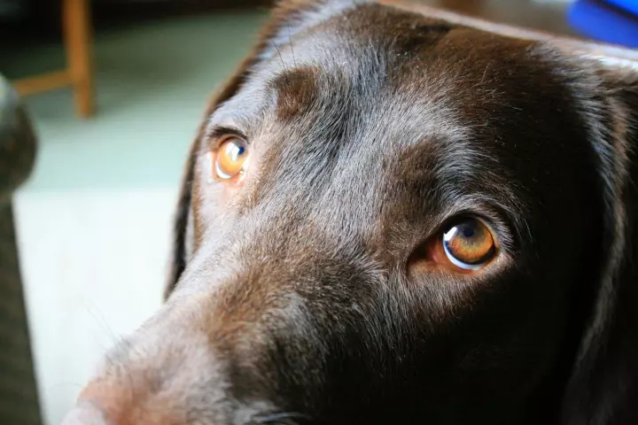 The raised inner eyebrow movement in dogs is driven by a muscle which doesn't consistently exist in their closest living relative, wolves