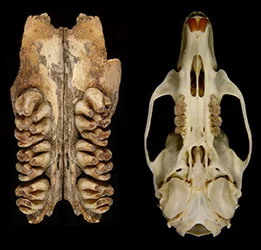 Look at this size of that jaw, that's the giant rat's toothrows next to the skull of a common rat(Image: Ken Aplin, CSIRO)