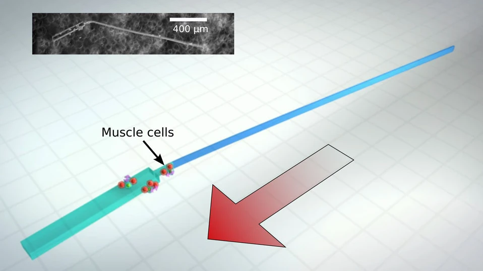 A diagram and a microscope image (inset) of one of the bio-bots