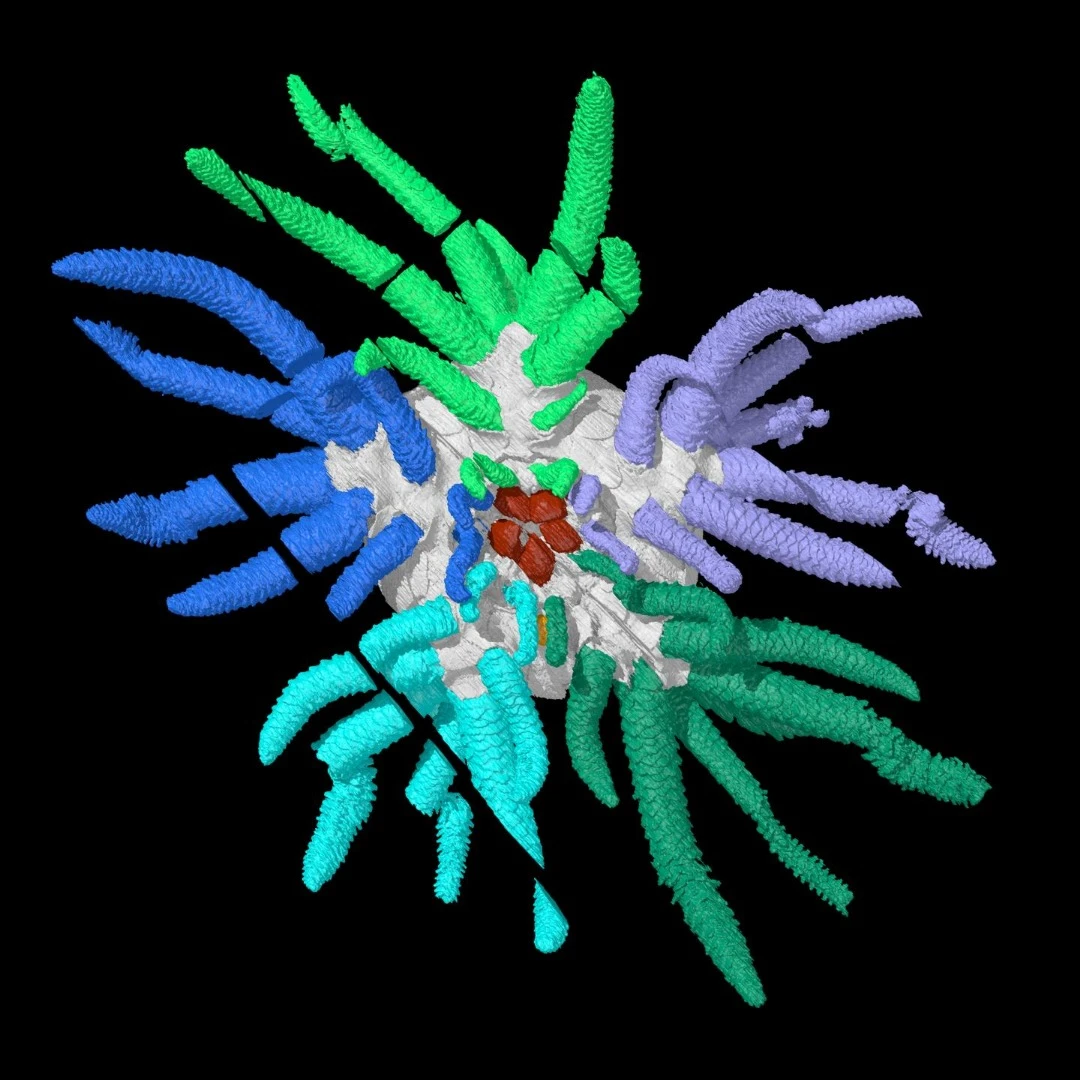 The digital reconstruction of Sollasina cthulhu, which showed the team its inner biology