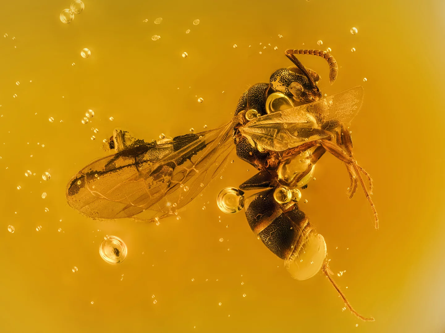 Image of Distinction. 20 million year old winged ant trapped in amber resin