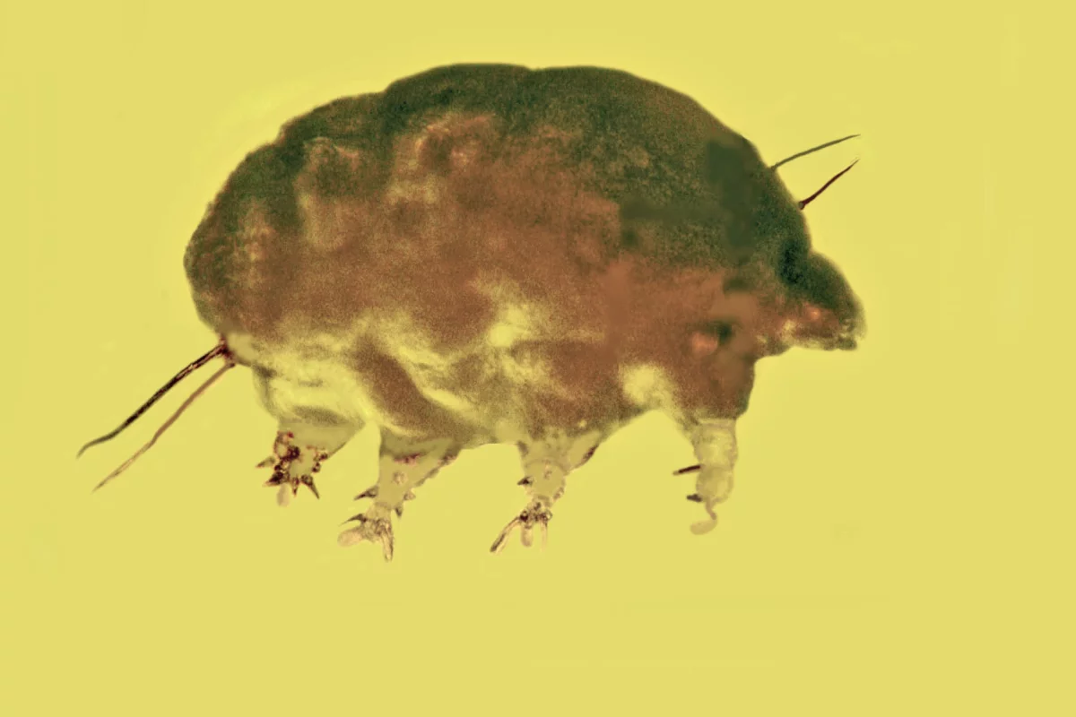 A mold pig, trapped in amber