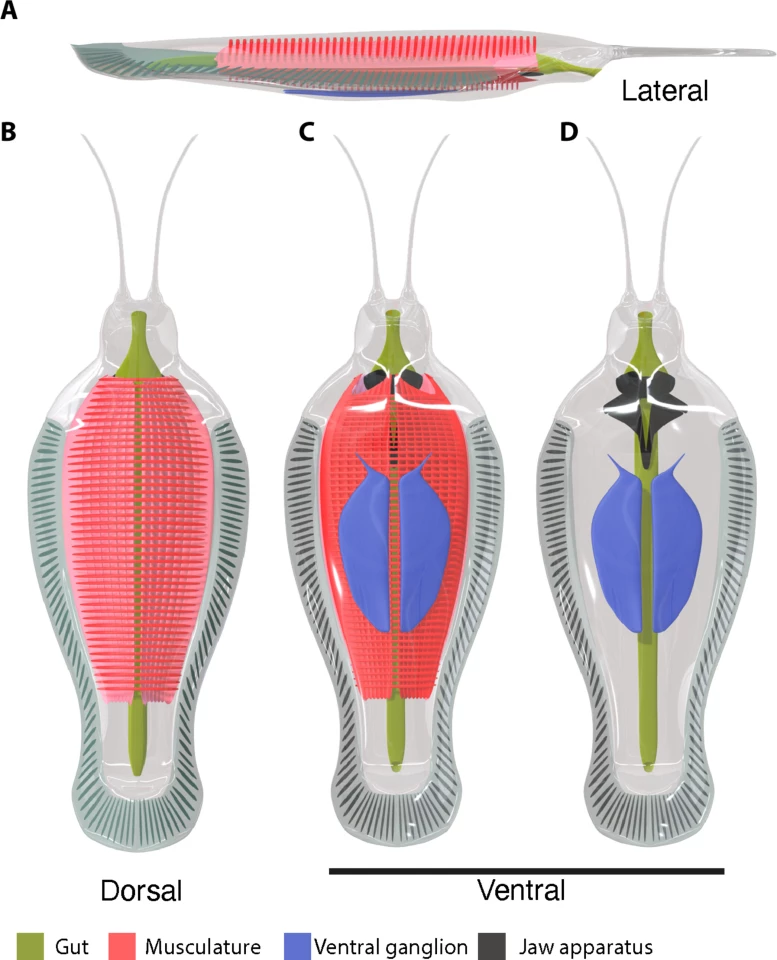 Reconstruction showing internal and external anatomy (red, musculature; blue, ventral ganglion; black, jaw apparatus; green, gut)