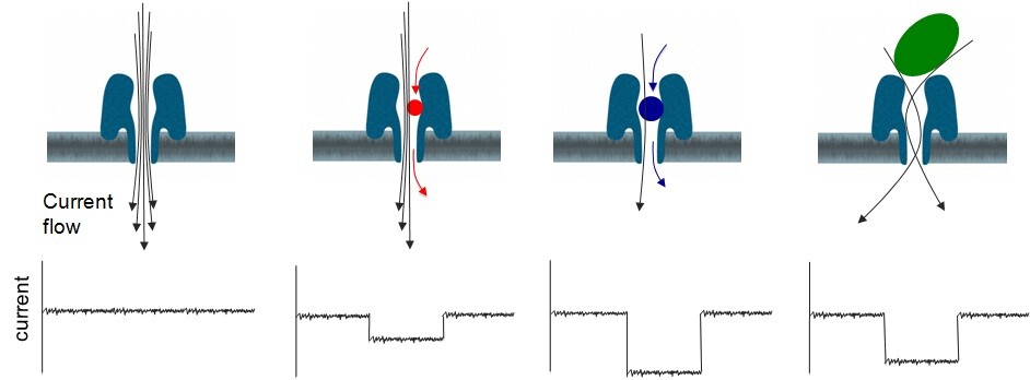 This diagram shows a protein nanopore set in an electrically resistant membrane bilayer (Image: Oxford Nanopore)