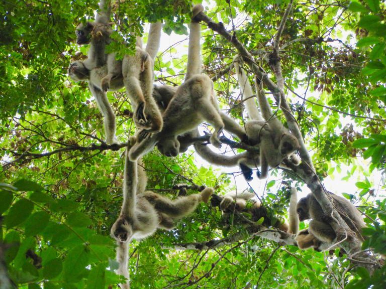 Muriqui monkeys also share the forest, but haven't been as susceptible to yellow fever as the howlers